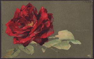Rose,Tuck's Postcard