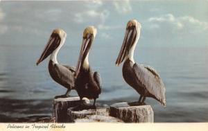 Pelicans on Wooden Posts in Tropical Florida~1960 Postcard