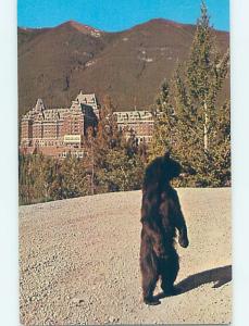 Unused Pre-1980 FRIENDLY BEAR AT BANFF SPRINGS HOTEL Banff Alberta AB B0964
