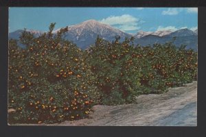 California LAGUNA BEACH Orange Groves Lie Below Towering Mountains ~ Chrome