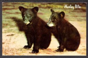 Black Bear Cubs BIN