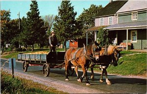 Pennsylvania Dutch Country Bringing Harvest Amish Youth Driving Wagon Postcard 