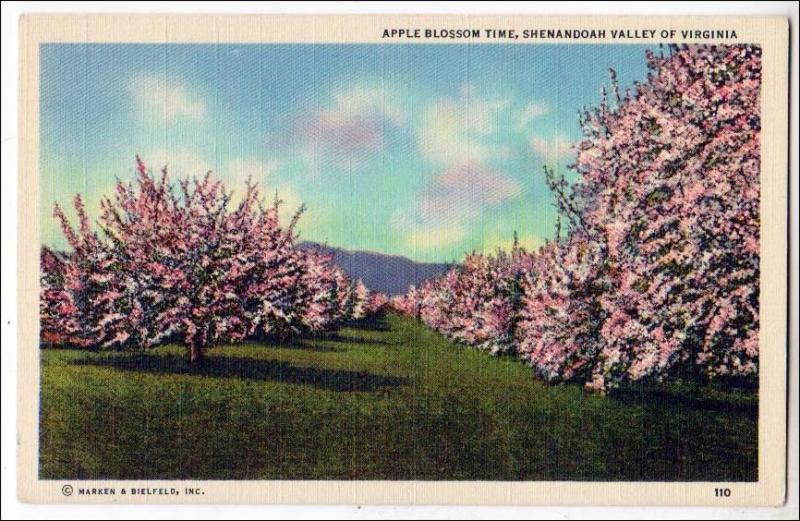 Apple Blossom Time, Shenandoah Valley VA