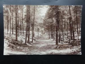 Bedfordshire AMTHILL The Pine Woods - Old RP Postcard