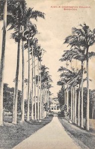 Avenue Codrington College Barbados West Indies 1915 