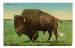 NY - Buffalo. A Buffalo © 1909