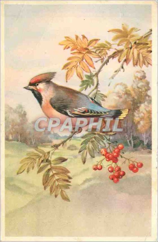 Old Postcard V�UX Bird