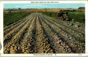 Greeting from Pine Tree State Potato Digging in Maine Postcard