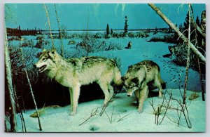 Animals~Canada~Gray Wolf @ Saskatchewan Museum Of Natural History~Vtg Postcard