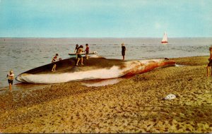 Massachusetts Cape Cod Wellfleet 65 Foot Finback Whale On The Beach