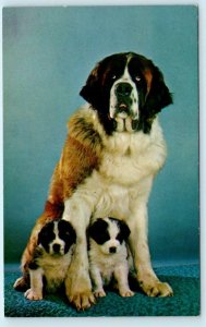 Dog PUREBRED ST. BERNARD Puppies and Adult Dog ca 1960s  Postcard