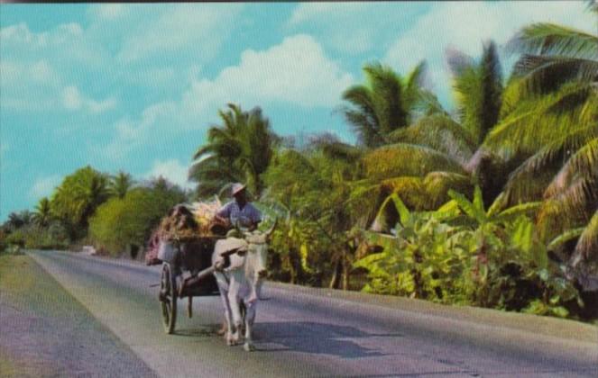 Philippines Bull and Cart On The Way To Market 1966