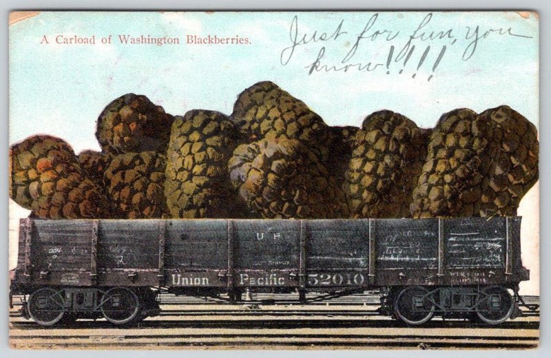 1909 UNION PACIFIC CARLOAD WASHINGTON BLACKBERRIES EXAGGERATED PC TO REHOBOTH DE 