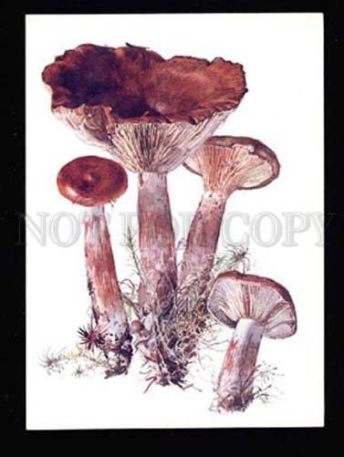 033904 MUSHROOMS Collection of 16 russian colorful cards #3