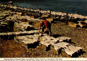 Canada Nova Scotia Drying Salt Fish