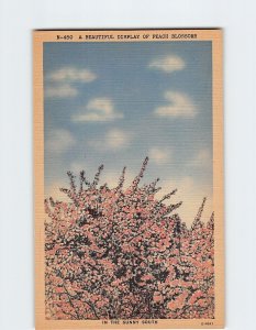 Postcard A Beautiful Display Of Peach Blossoms In The Sunny South