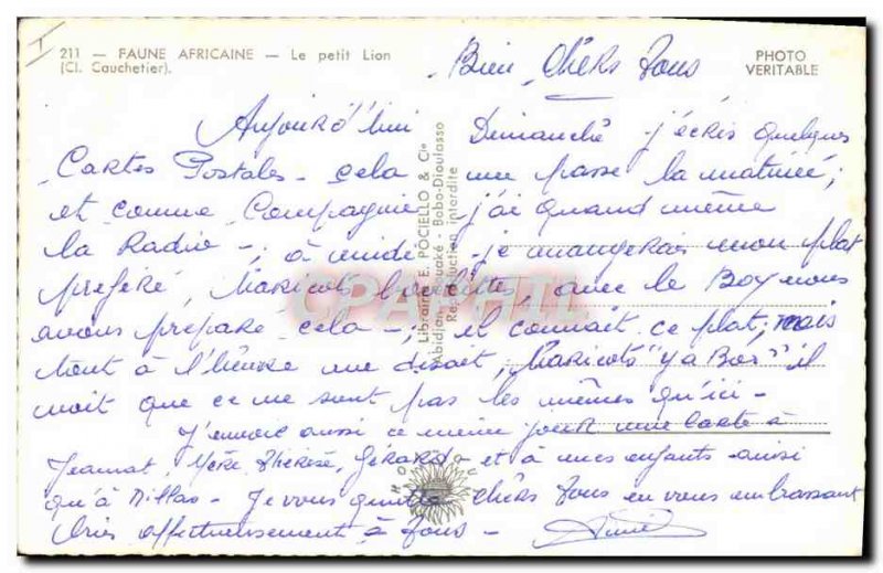 Modern Postcard Little Lion