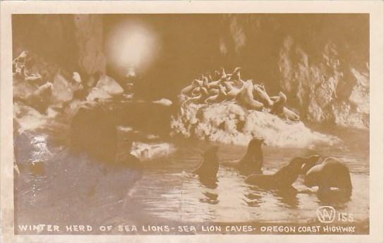 Winter Herd Of Sea Lions Caves Oregon Coast Highway Oregon Real Photo