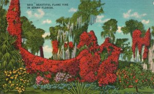 Vintage Postcard 1955 Beautiful Flame Vine Scenic Landscape In Sunny Florida FL