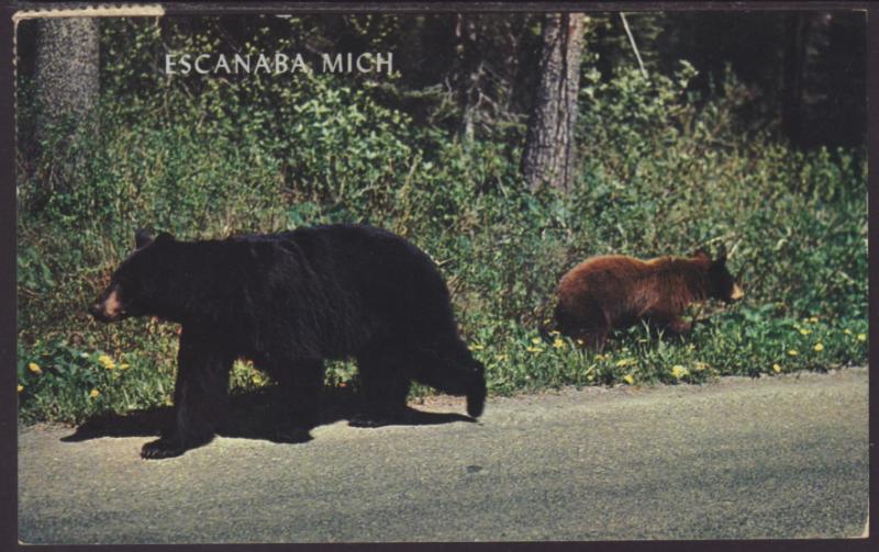 Mother Bear and Cub Postcard BIN