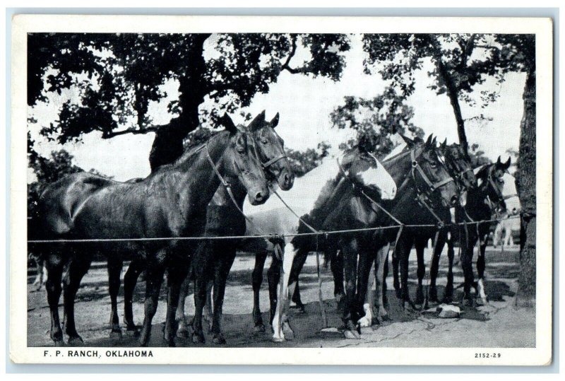 c1950's FP Ranch Horses Frank Philips Ranch Woolaroc Oklahoma Vintage Postcard