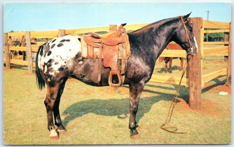 Postcard - Grand Champion Appaloosa Gelding