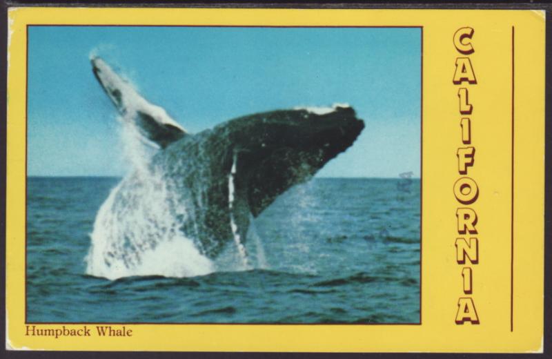 Humpback Whale Postcard BIN