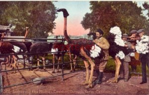 GATHERING THE PLUMES, CAWSTON OSTRICH FARM, CALIFORNIA