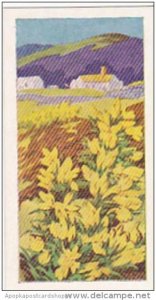 Glengettie Trade Card Wild Flowers No 21 Gorse