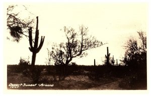 RPPC Postcard Desert Sunset w Cactus Trees Arizona