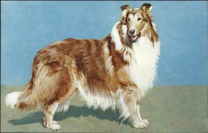 Animal Cruelty Anti-Vivisection Society Dog Series Postcard ROUGH COLLIE