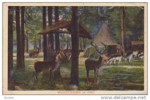 Wildfutterung im HARZ , Germany, 00-10s