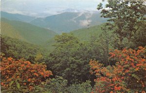 US5 USA North Carolina Tennessee Flame Azalea in bloom Great smoky mountains NP