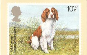 British Dogs. Welsh Sprinter Spaniel  Post Office Picture Card issued 9 Feb 19