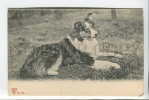 439316 Charming COLLIE Dog on Grass Vintage postcard