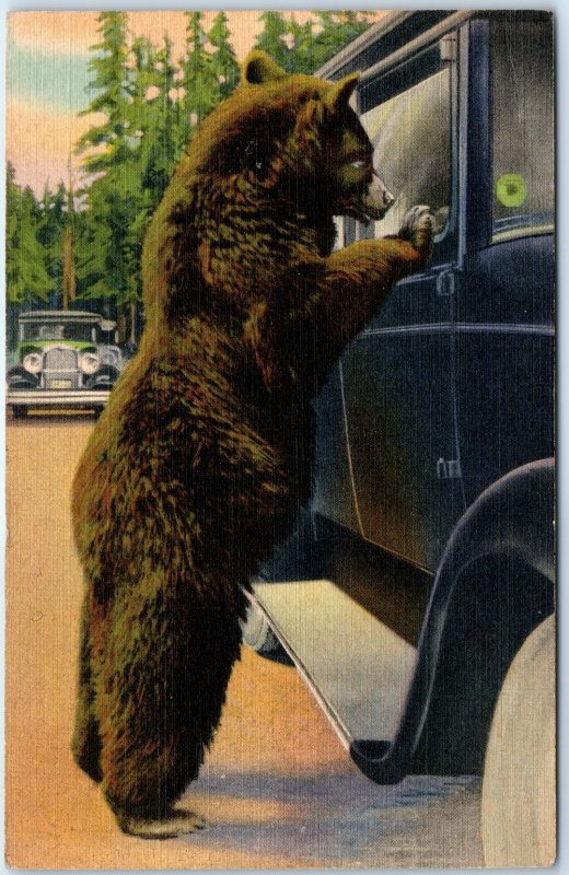 c1937 Hold Up Bear Yellowstone National Park Postcard Wildlife Humor A407