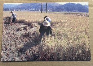 POSTCARD UNUSED - HARVEST SEASON OF RICE IN SOUTHERN CHINA