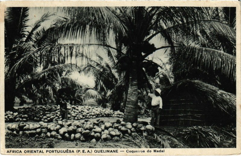 PC CPA MOZAMBIQUE, QUELIMANE, COQUEIROS DO MADAL, VINTAGE POSTCARD (b20806)