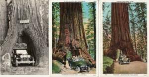 CA   CARS / Autos Drive through GIANT TREES  3 different ...
