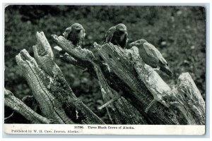 c1910's Three Black Crows Of Alaska AK Unposted Antique Postcard