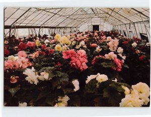 Postcard Begonia Green House, The Butchart Gardens, Victoria, Canada