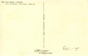 Flowers -  Apple Tree                             (Thor & Gyger #2673)