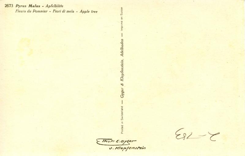 Flowers -  Apple Tree                             (Thor & Gyger #2673)