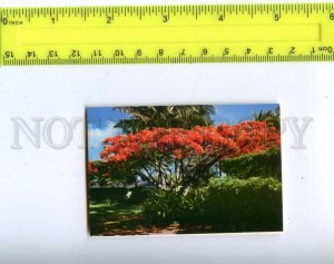 206210 ALOHA from HAWAII Flame tree old miniature card