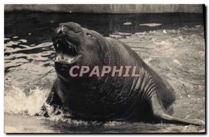 Old Postcard Zoo de Vincennes Paris Sea Elephant