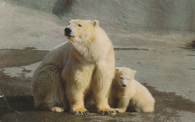 POLAR DEARS, PIPALUK AND SALLY, LONDON ZOO - Vintage POSTCARD