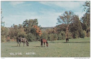 Horses , Val D'Or , Quebec , Canada , 50-60s