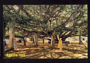 Maui, Hawaii/HI Postcard, Banyan Tree At Lahaina