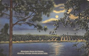 Moonlight seen in Florida, showing Orange Grove across Lake Florida, USA Flor...