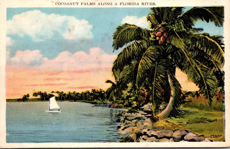 Florida Cocoanut Palms Along A Florida River